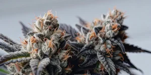 Gros plan macro détaillé des têtes de cannabis Chemdo Runtz couvertes de trichomes givrés et de pistils orange.