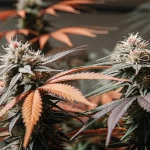 gros plan de têtes de cannabis colorées avec des feuilles orange et violettes