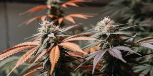 gros plan de têtes de cannabis colorées avec des feuilles orange et violettes