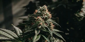 Close-up of a mature cannabis bud covered in trichomes with bright orange pistils