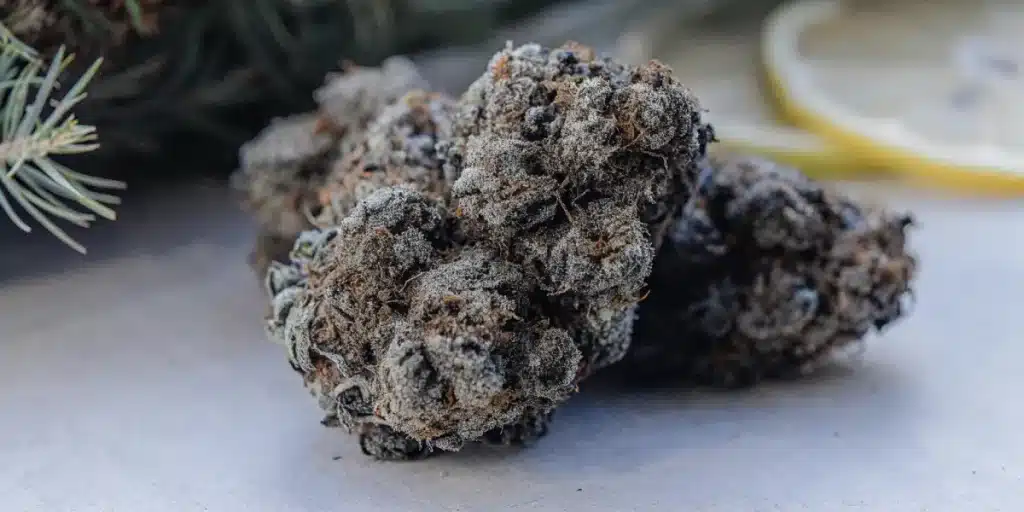 gros plan sur des têtes de cannabis givrées et argentées