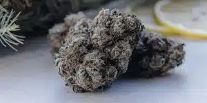 gros plan sur des têtes de cannabis givrées et argentées