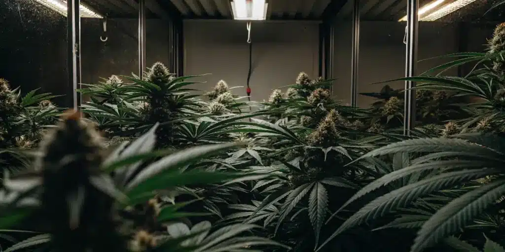 culture de cannabis en container avec éclairage LED et bourgeons denses