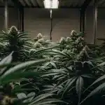 culture de cannabis en container avec éclairage LED et bourgeons denses