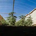 Culture de cannabis protégée en extérieur sous filet de serre