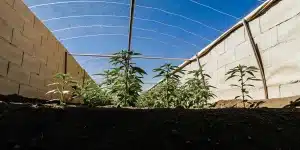Culture de cannabis protégée en extérieur sous filet de serre