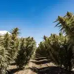 Jeune plant de cannabis en extérieur dans une plantation protégée