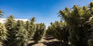 Jeune plant de cannabis en extérieur dans une plantation protégée