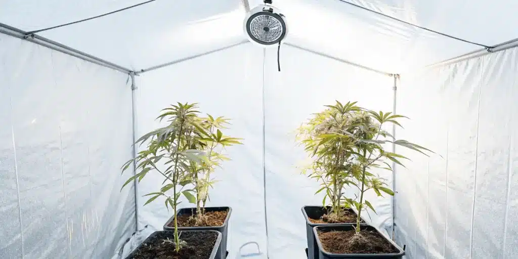 Culture de cannabis en intérieur dans une tente de culture avec éclairage LED