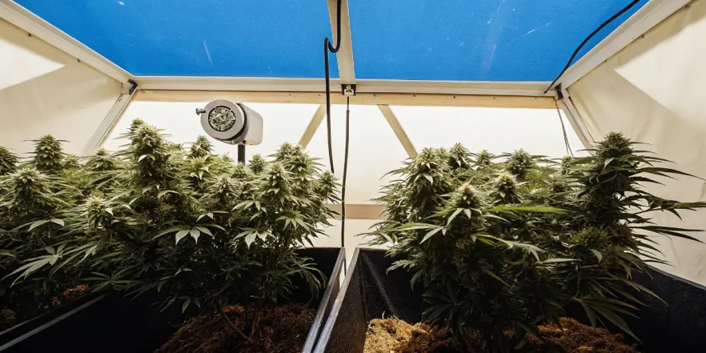 Culture de cannabis en intérieur sous ventilation contrôlée et lumière bleue intense