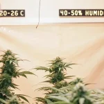 Culture de cannabis OG Kush en intérieur avec contrôle de température et humidité affichées
