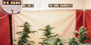Culture de cannabis OG Kush en intérieur avec contrôle de température et humidité affichées