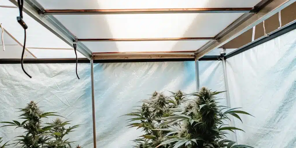 plantes de cannabis en floraison sous éclairage LED dans une tente de culture intérieure