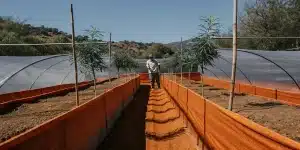 grande ferme de cannabis en extérieur avec des rangées de plantes sous tunnel plastique