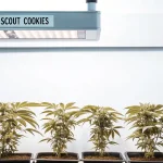 girl scout cookies cannabis plants growing under specialized LED lights in an indoor cultivation setup