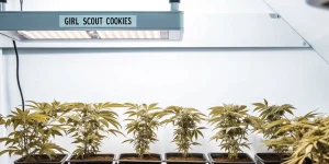 girl scout cookies cannabis plants growing under specialized LED lights in an indoor cultivation setup