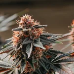 Gros plan d'une tête de cannabis pourpre et résineuse en extérieur, maturité avancée