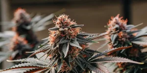 Gros plan d'une tête de cannabis pourpre et résineuse en extérieur, maturité avancée