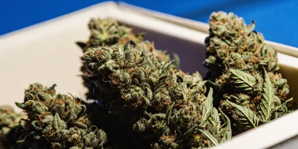 Gros plan détaillé de têtes de cannabis résineuses avec des pistils orange et des trichomes blancs