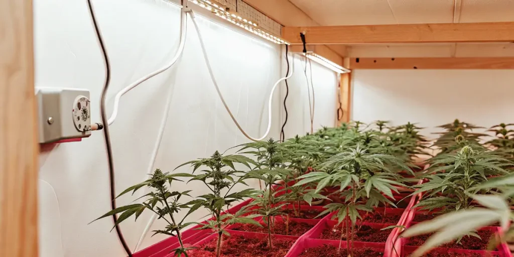 jeunes plants de cannabis en croissance sous éclairage LED en intérieur