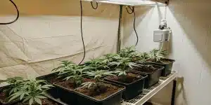 culture de cannabis en intérieur avec éclairage LED, plants en pots alignés sur étagère