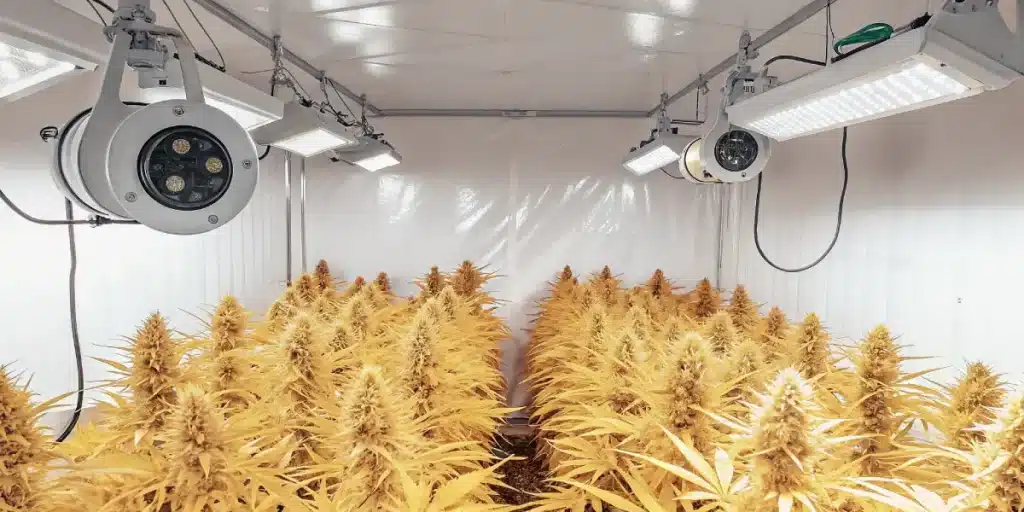 salle de culture intérieure de cannabis en floraison sous éclairage jaune intense