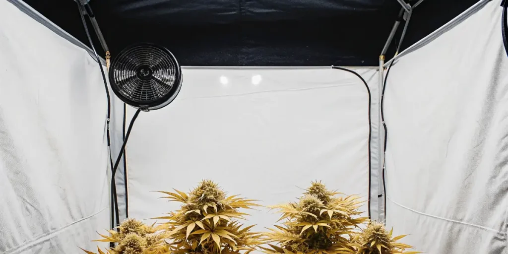 Configuration de culture intérieure de cannabis en pleine floraison, avec ventilateur mural pour le contrôle de l’air