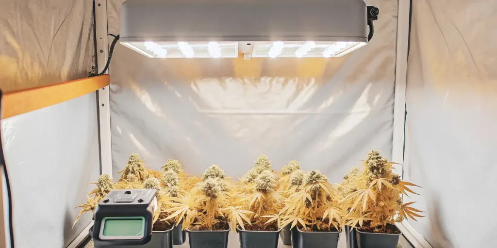 jardin extérieur de cannabis avec plates-bandes surélevées et plantes compagnes
