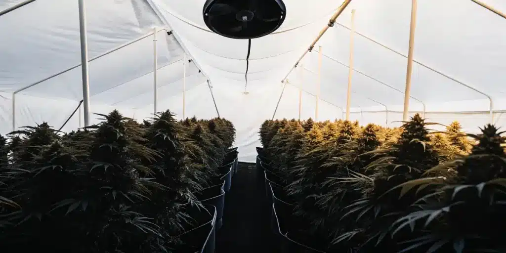 tunnel de culture intérieure de cannabis avec plantes en pot en floraison