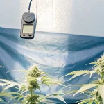 Moniteur d'humidité suspendu dans une tente de culture de cannabis en intérieur avec des plantes en floraison