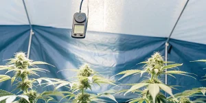 Moniteur d'humidité suspendu dans une tente de culture de cannabis en intérieur avec des plantes en floraison
