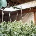 indoor cannabis grow room with ventilation fan and LED lighting