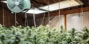 indoor cannabis grow room with ventilation fan and LED lighting