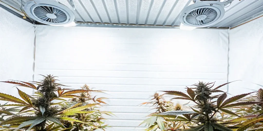 Indoor cannabis grow room with fans and mature flowering plants under bright lights