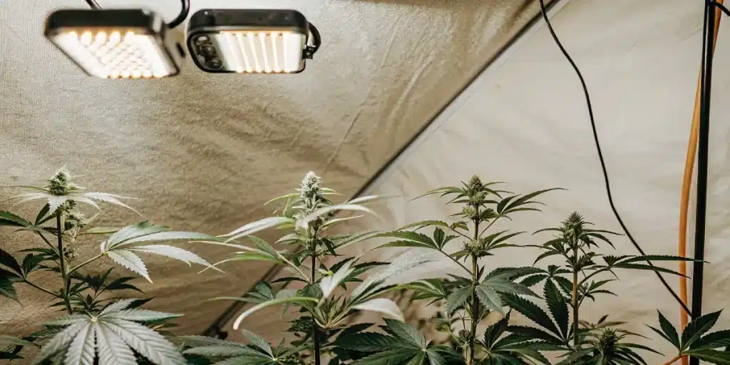 Salle de culture intérieure de cannabis avec configuration détaillée et plantes en début de floraison sous éclairage LED