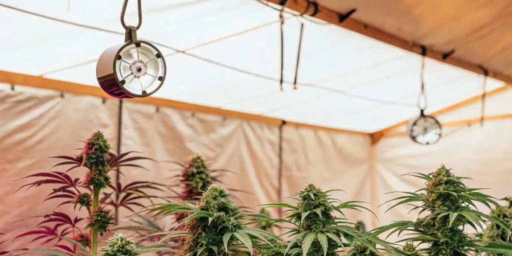 Culture de cannabis en intérieur avec ventilation et éclairage sous tente.