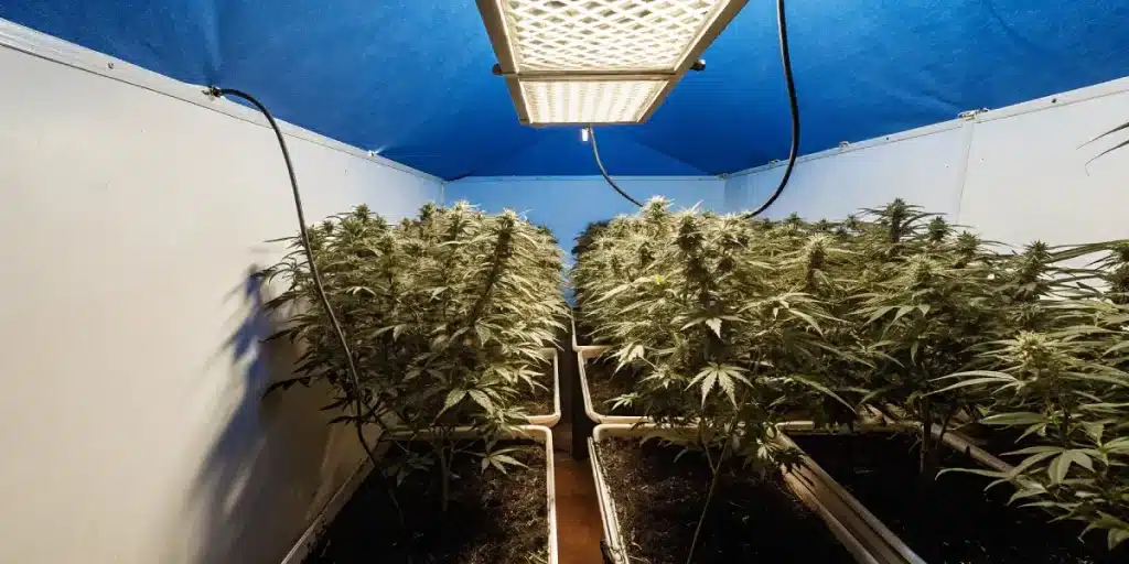 Culture de cannabis en intérieur sous éclairage LED avec des plantes en pleine floraison