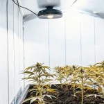 jeunes plants de cannabis en culture intérieure sous lampe horticole dans une chambre de culture tapissée