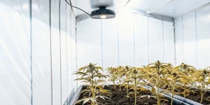 jeunes plants de cannabis en culture intérieure sous lampe horticole dans une chambre de culture tapissée