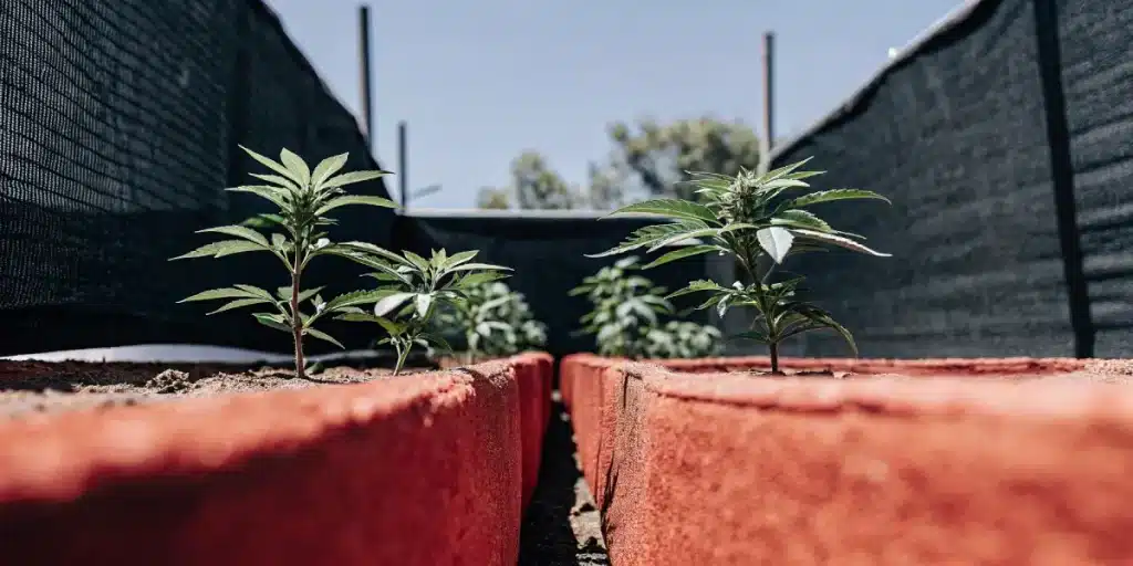 Jeunes plants de cannabis cultivés en extérieur dans des jardinières rouges