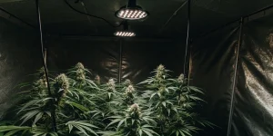 Plantes de cannabis matures dans une chambre de culture contrôlée.