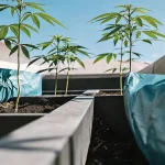 outdoor raised bed garden with young 60 Day Wonder cannabis plants under natural sunlight