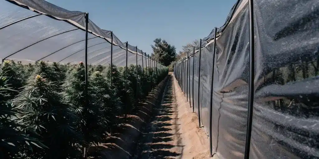 outdoor cannabis farm with shade netting protecting plants