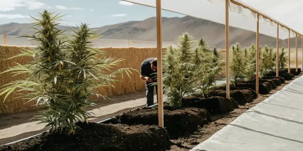 Champ de cannabis en extérieur sous filet protecteur avec cultivateur inspectant les plantes