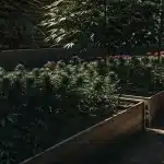 culture de cannabis en intérieur en phase de floraison sous éclairage LED