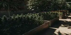 culture de cannabis en intérieur en phase de floraison sous éclairage LED