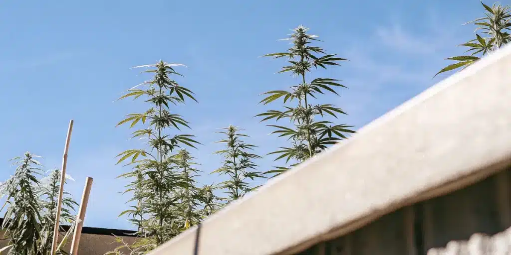 grandes plantes de cannabis cultivées en extérieur sous un ciel bleu