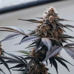 gros plan d'une plante de cannabis mature en floraison avec intervention manuelle