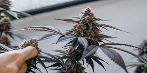 gros plan d'une plante de cannabis mature en floraison avec intervention manuelle