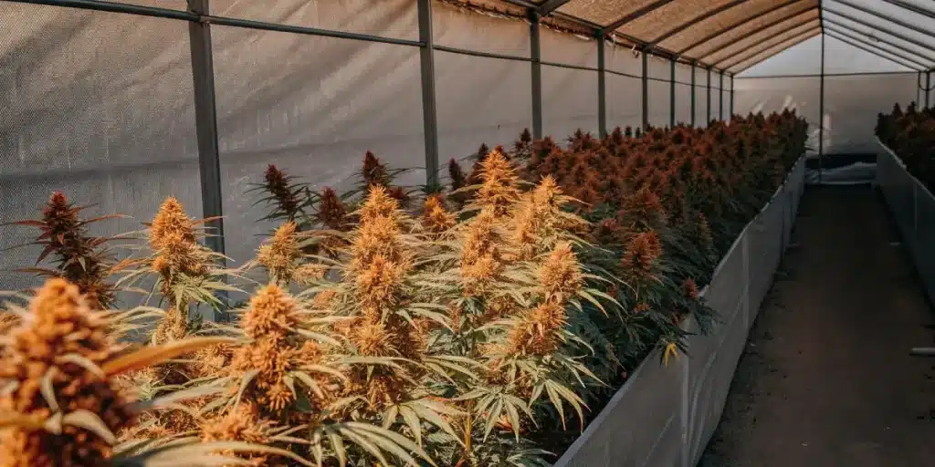 serre de cannabis remplie de plantes aux bourgeons orange luxuriants sous lumière naturelle
